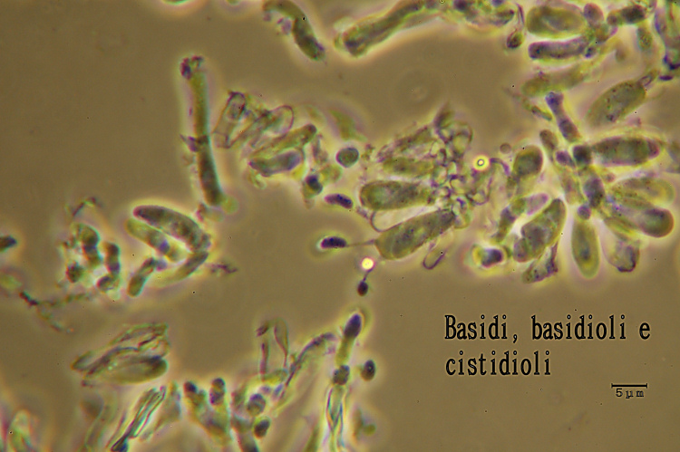 E'' sempre la solita Schizopora paradoxa?-foto8650 (Antrodia)
